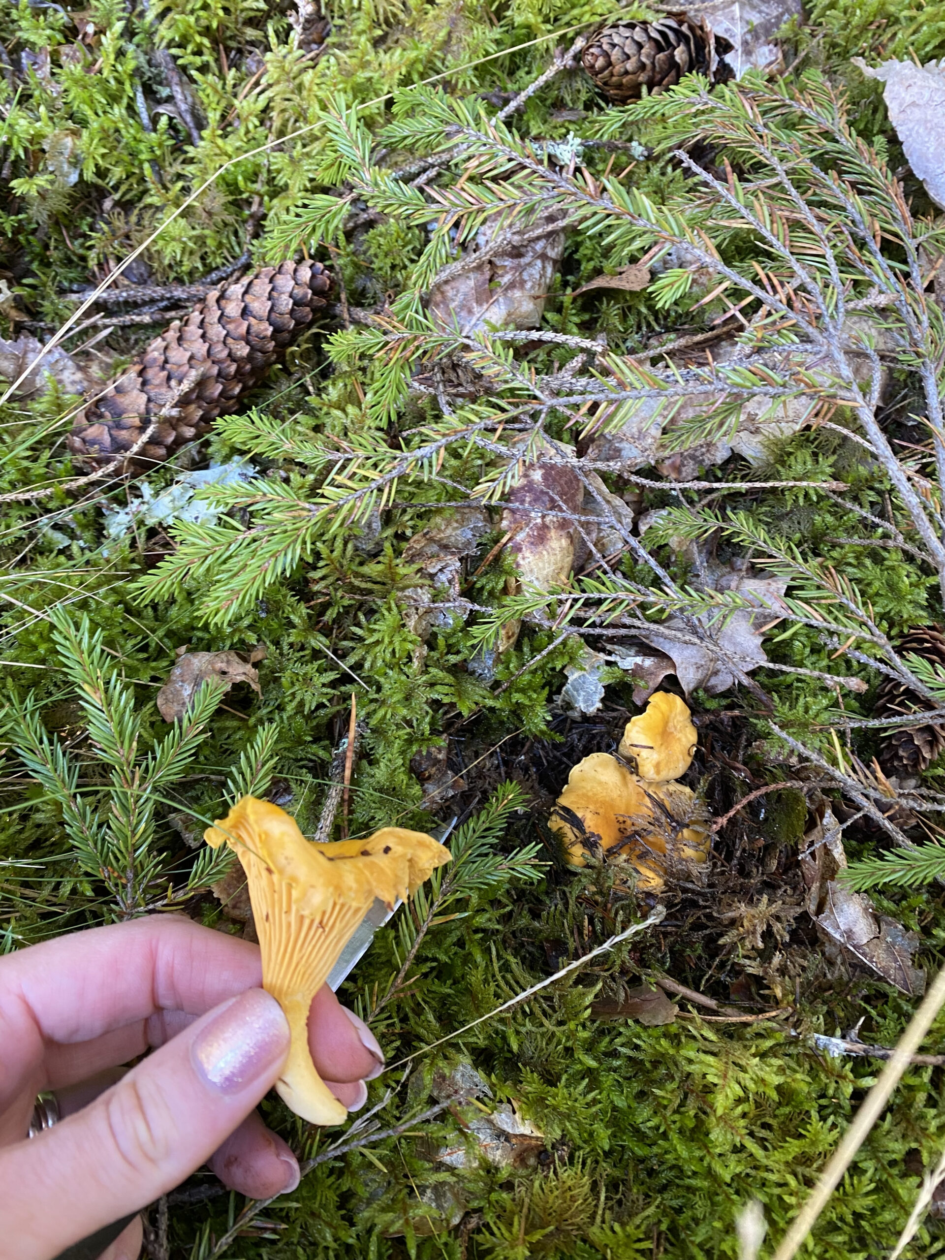 Chanterelle mushrooms